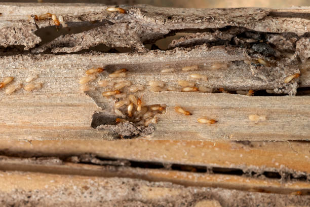 Best Pest Control Treatment  in Oregon, WI